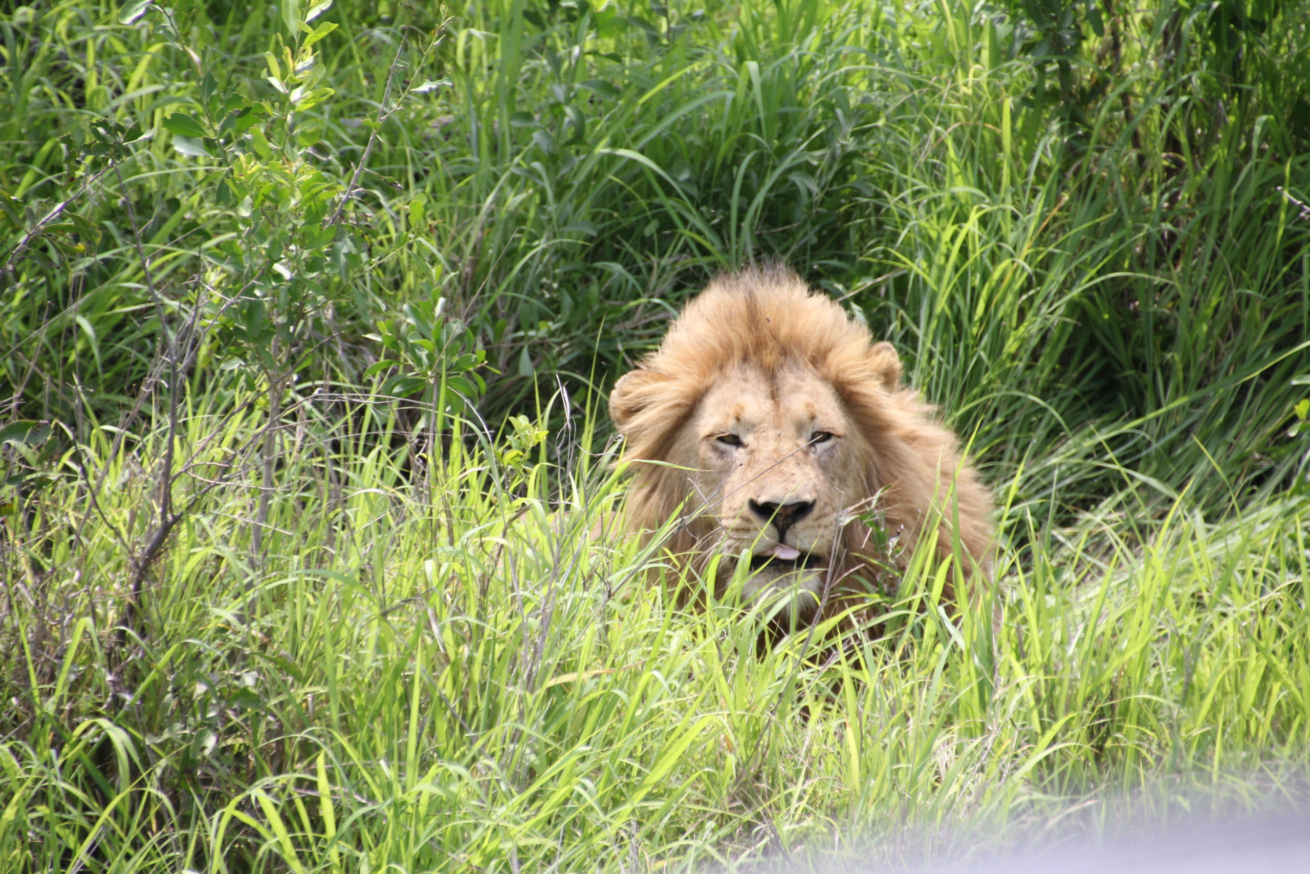 Südafrika 2012