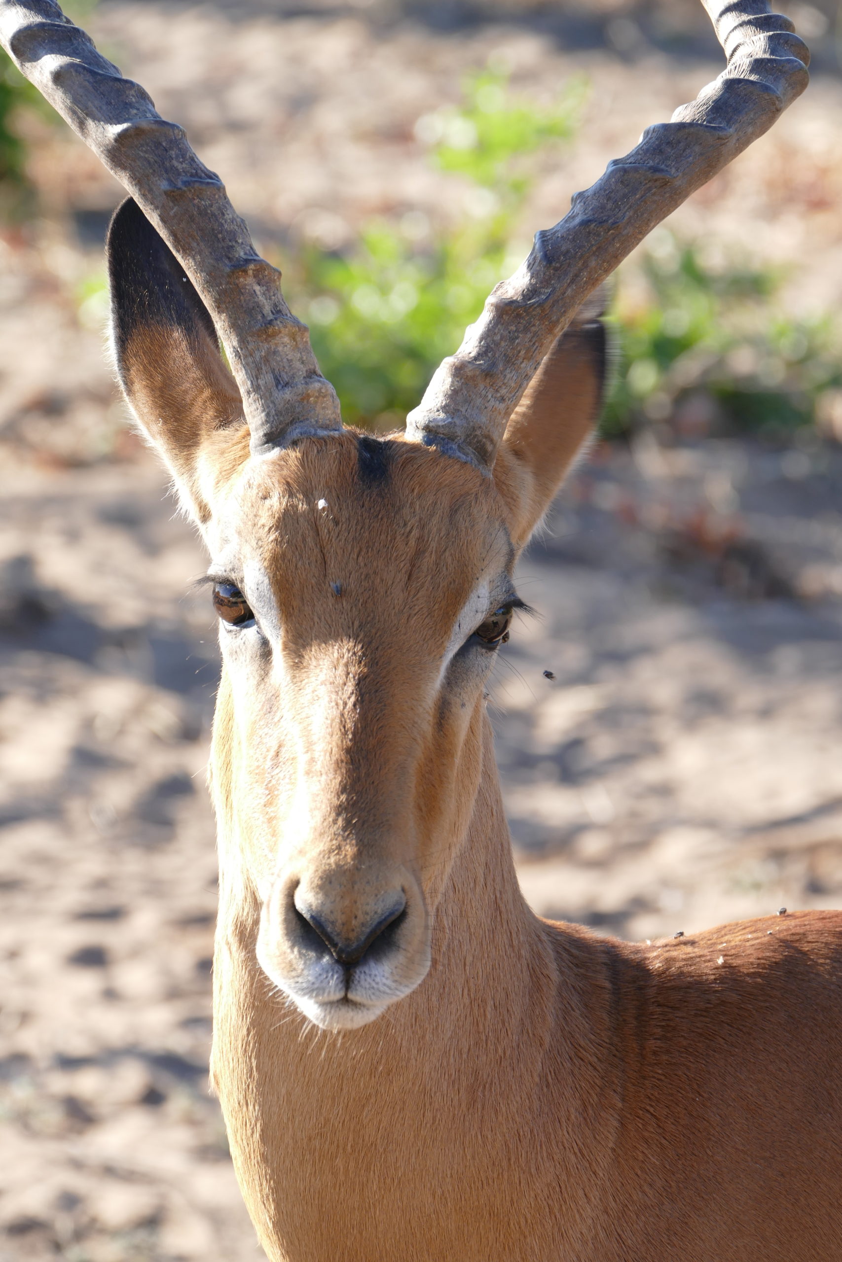Namibia – Botswana – Sambia 2016